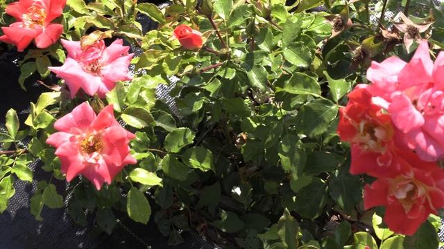 Эбраш - роза. КАТАЛОГ НА ВЕСНУ 2024 ОТКРЫТ. Питомник роз ? смотреть онлайн