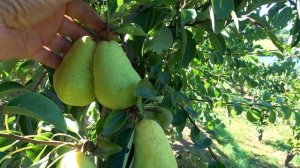 Груша ВИЛЬЯМС ЛЕТНИЙ - сорт-эталон