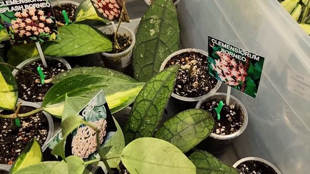 Ярмарка в GreenRare от 16.08.25/Нашла самую красивую хойю! смотреть онлайн