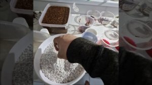 Как подготовить семена клёнов для посева?