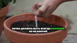 Как вырастить редис на подоконнике и забыть о покупке