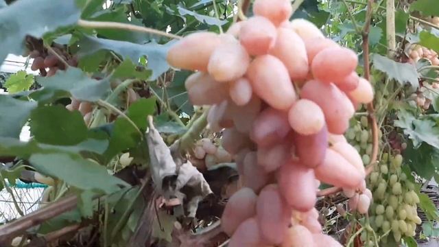 Виноград Казанова-сказка наяву! смотреть онлайн