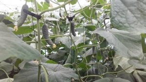 Посадил — и не трогаю! 3 сорта огурцов без пасынков #зе?