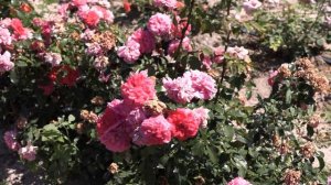 роза республика монмартр, питомник роз полины козлово