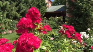 РОЗА ДИНКИ. Роза мускусная Динки, Ленс