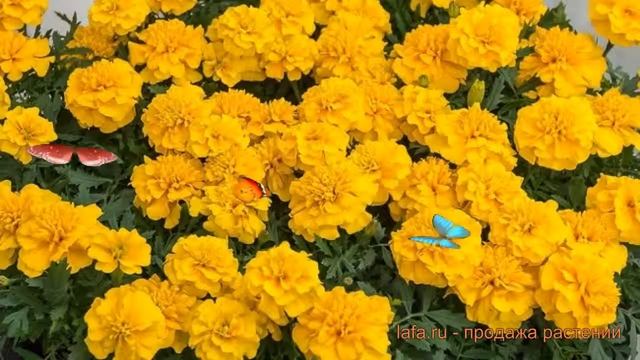 Бархатцы отклоненный Еллоу 🌿 отклоненный бархатцы Е? смотреть онлайн