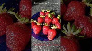 Трюфель де Пари ( рассада под заказ+79780389534)