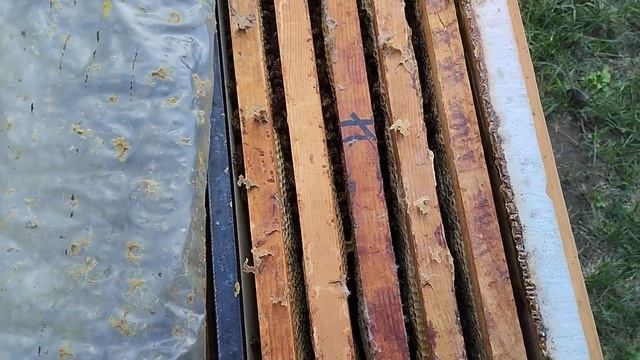 Пчёлы которые пойдут зимовать смотреть онлайн