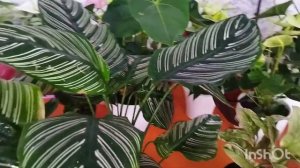 Калатея уход и пересадка в домашних условиях.