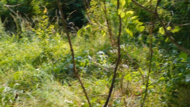 Результаты прививок на диком винограде в марте