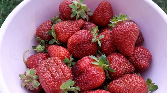 25.07.25 КЛУБНИКА ЕСТЬ 🍓🍓🍓 ХАРЬКОВСКАЯ ОБЛ. смотреть онлайн