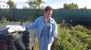 ЗАЩИТА КЛУБНИКИ ОТ ПТИЦ. КАК НАТЯНУТЬ И УКРЕПИТЬ САДОВ