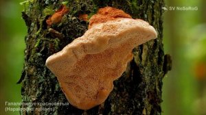 ВСЕ ВИДЫ ЯДОВИТЫХ ГРИБОВ