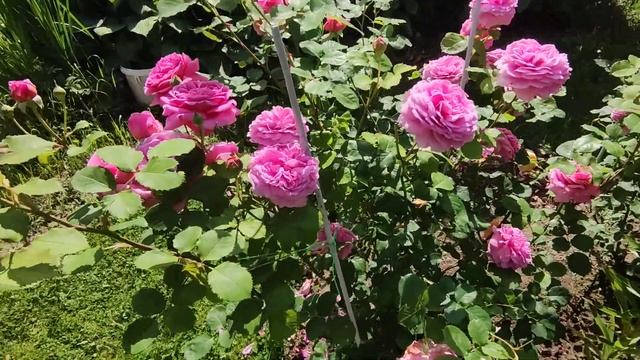 Просто красиво. Делюсь красотой. Цветут розы. Ленингра смотреть онлайн