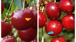 Вишня плодовая Любская-Молодежная 🌿 обзор: как сажат?