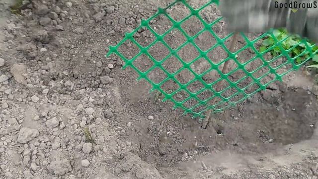 САЖАЙ не ДУМАЙ ⁞ Секреты Всхожести Гороха для Новичка смотреть онлайн