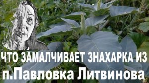 Галкин сад, по следам публикаций на канале. Что замалч?