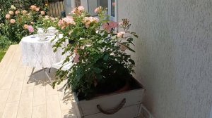 Розы в кашпо - эффектное украшение сада. Как выращиваю