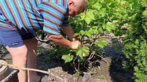 🇺🇦Виноград. Очень плотная гроздь Обработка для раст