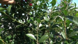 Кустовой карлик: вишня КАРМИН ДЖУЭЛ /Новинка коллекци?