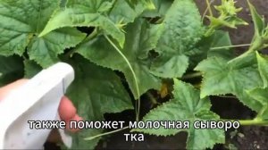 Мучнистая роса на томатах и огурцах — как избавиться ?