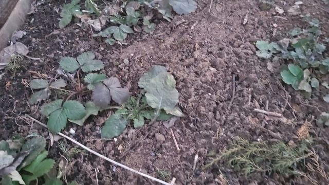 Ура пятница! Весенние работы в саду!