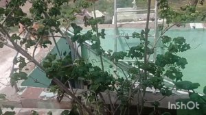 Тля на калине или самое безопасное средство уничтожаю