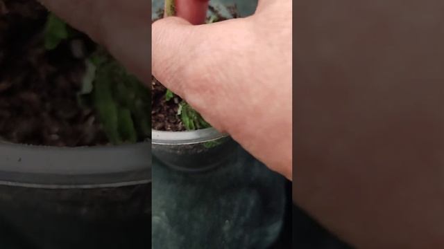 13 апреля,Вербное Воскресенье!Пострадал гномик!#городс смотреть онлайн