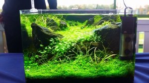 Как избавиться от черной бороды в аквариуме! Причины п