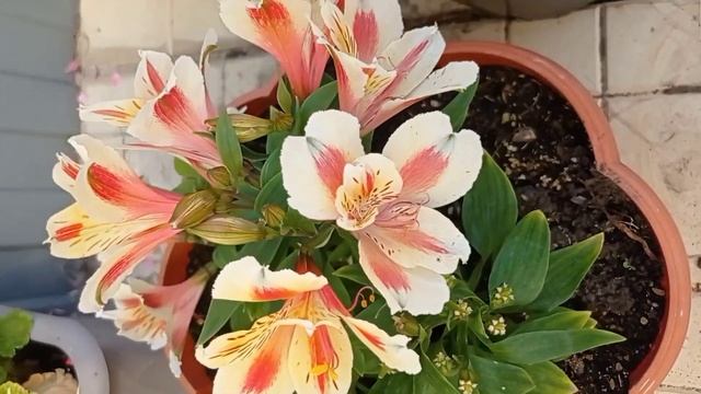 Обзор горшечной альстромерии. Часть 2. смотреть онлайн