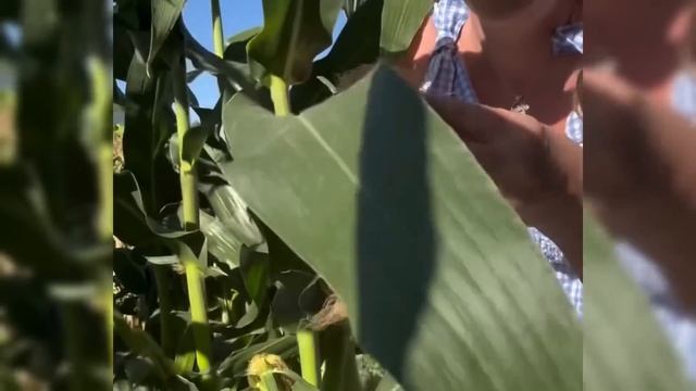Мои любимые всего хорошего влог с Кубани #garden #жизньза?