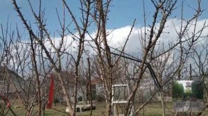 Обрезка абрикоса: когда и как правильно ее делать, в то