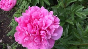 Пион EMMA KLEHM/Эмма Клем