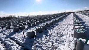 Как зимует голубика в мешках ?