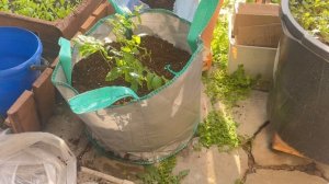 Выращивание голубики в мешке, процесс пересадки и удо?