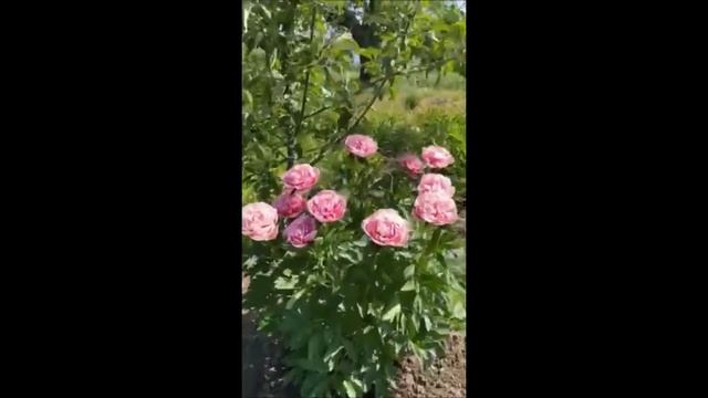 Етчет Салмон   Etched Salmon. 2024рік