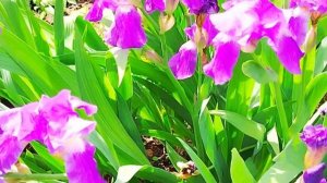 Когда и как сажать ирисы? 🌱Irises. #video #irises