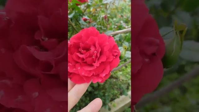 Розы в моём саду смотреть онлайн