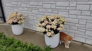 Гортензия метельчатая Полистар в кашпо, наша прелесть