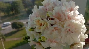 💗 Не могу налюбоваться! ИВ Ненаглядный мой — самый тр