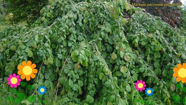 Лещина обыкновенная на штамбе Пендула. Краткий обзор,