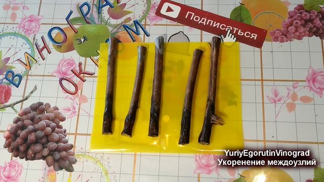 🍇 Зачем я укоренил междоузлия винограда без глазков?