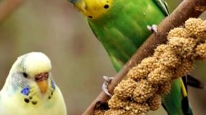 Зерно чумизы. Состав и применение