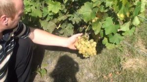 Виноград хелена