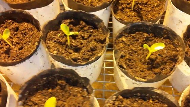 Первые сутки после всходов. Состояние рассады на 6й де?