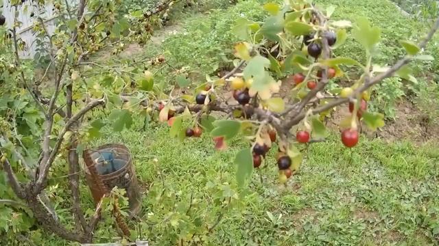 6 СОТОК ИЮЛЬ ч 2 смотреть онлайн