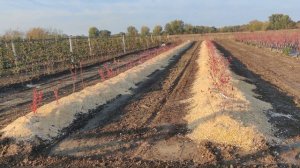 Голубика на грядах. Начало эксперимента. Краснодарски