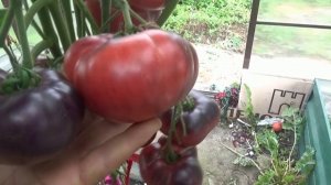 Томат Лазурный гигант. Дегустация и обзор сорта в тепл
