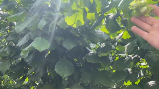 Фундуковий сад, закладка врожаю. смотреть онлайн