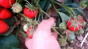 Симфония-урожайный сорт клубники  среднего срока созр